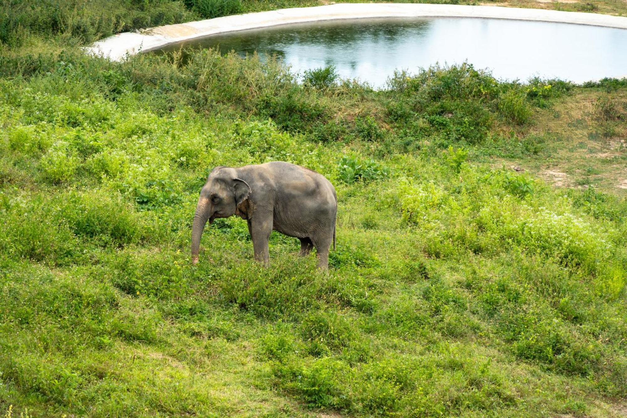 Wild Cottages Elephant Sanctuary Resort Amphoe Koksamui 외부 사진