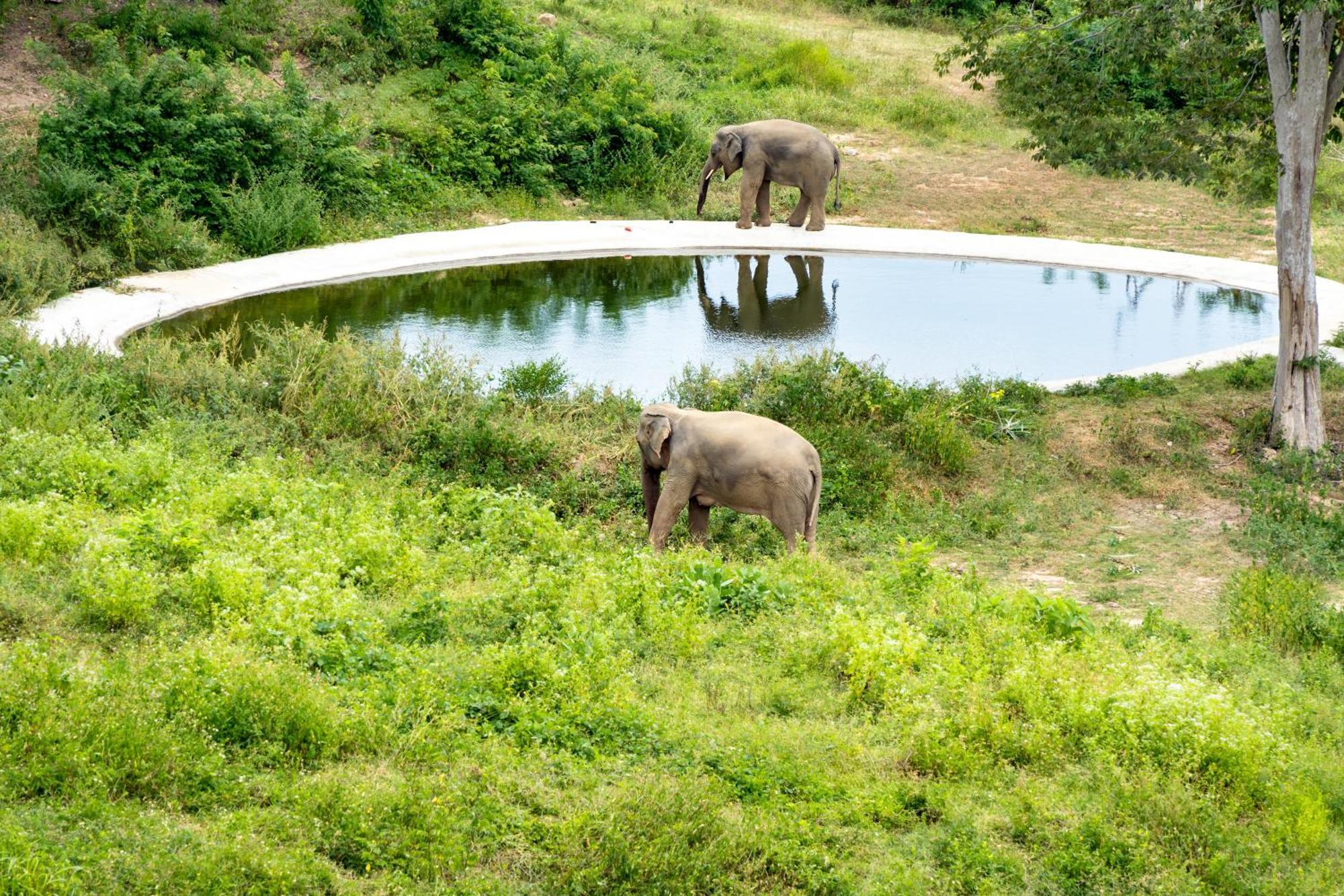 Wild Cottages Elephant Sanctuary Resort Amphoe Koksamui 외부 사진
