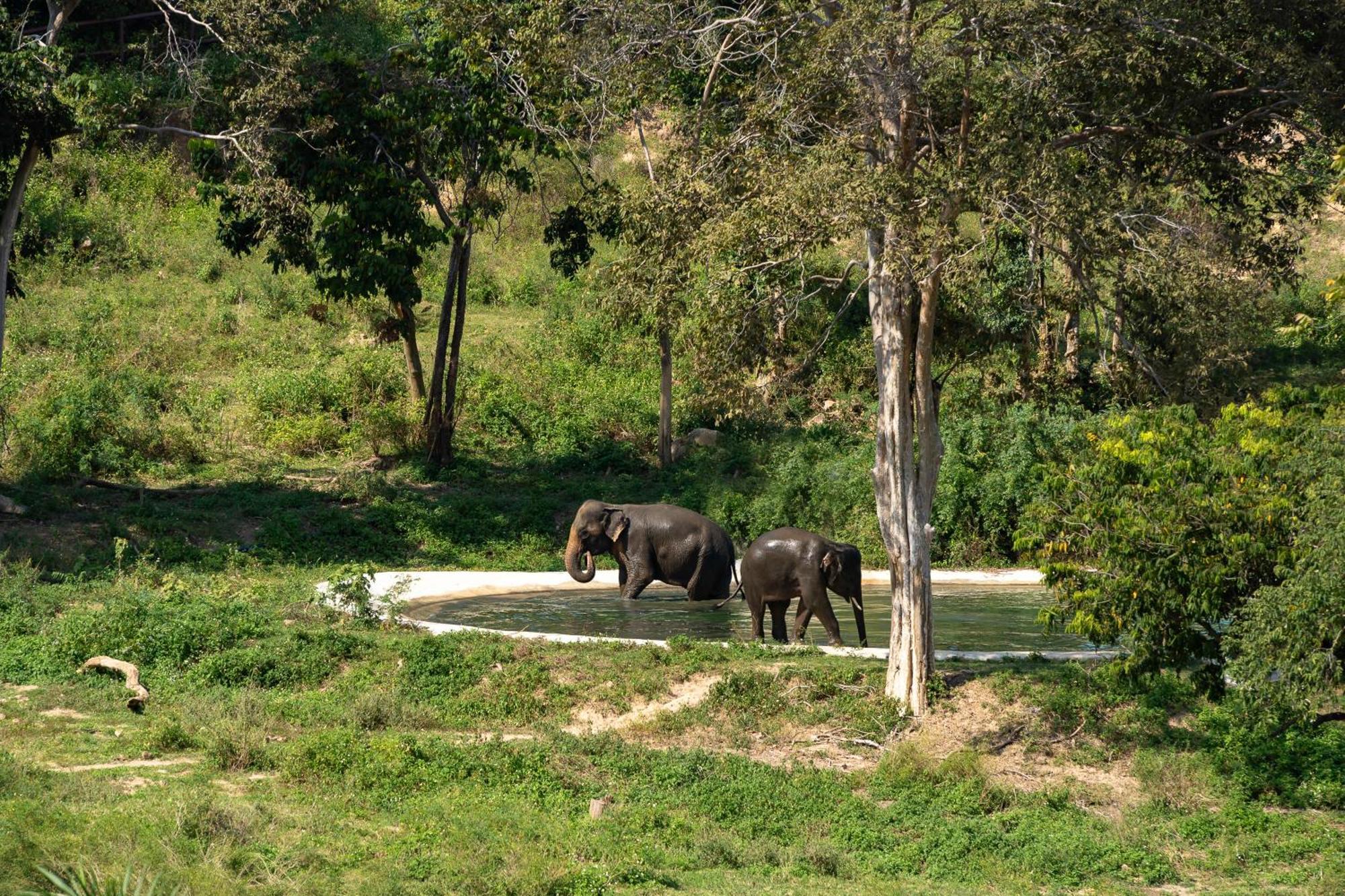 Wild Cottages Elephant Sanctuary Resort Amphoe Koksamui 외부 사진