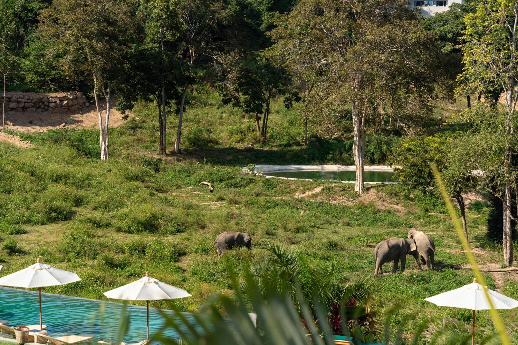 Wild Cottages Elephant Sanctuary Resort Amphoe Koksamui 외부 사진