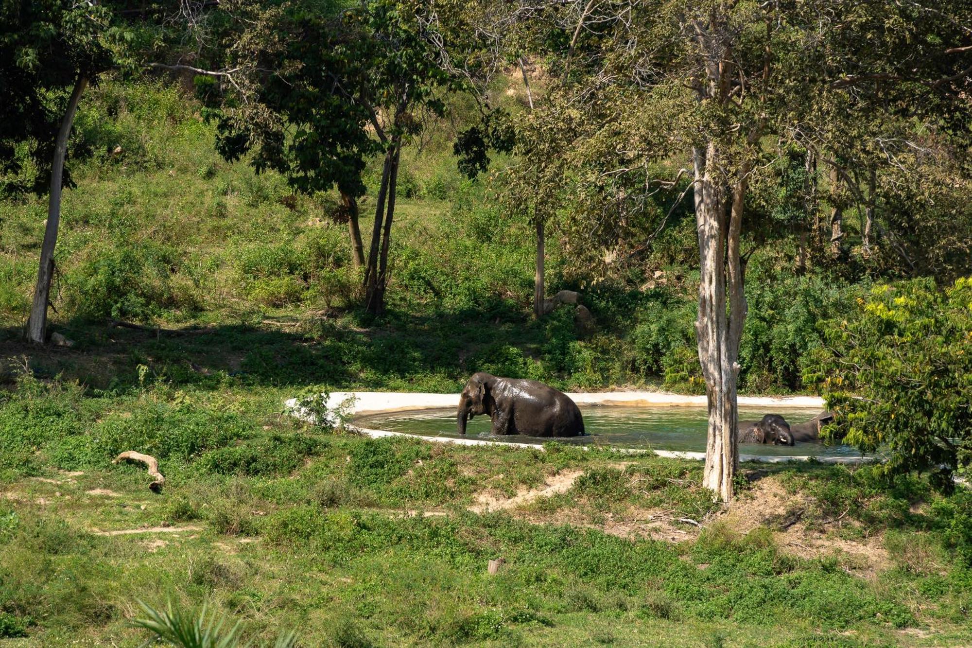 Wild Cottages Elephant Sanctuary Resort Amphoe Koksamui 외부 사진