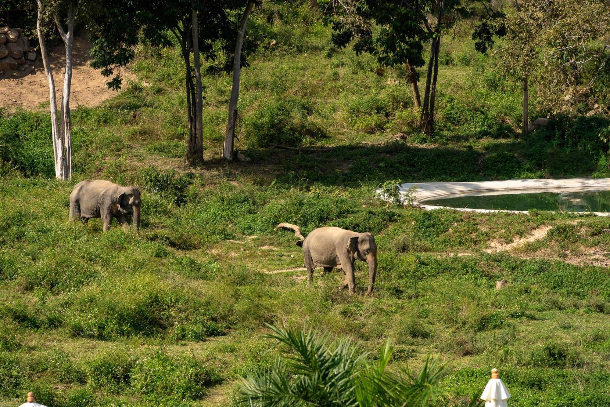Wild Cottages Elephant Sanctuary Resort Amphoe Koksamui 외부 사진